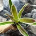 Kép 6/7 - Bromelia bianca