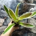 Kép 7/7 - Bromelia bianca