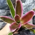 Kép 2/7 - Bromelia bianca