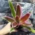 Kép 4/7 - Bromelia bianca