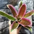 Kép 3/7 - Bromelia bianca