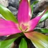 Kép 2/6 - Neoregelia 'Donna'