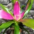 Kép 4/6 - Neoregelia 'Donna'