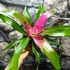 Kép 5/6 - Neoregelia 'Donna'