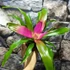 Kép 6/6 - Neoregelia 'Donna'