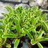Kép 7/7 - Neoregelia hybrid