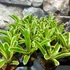 Kép 3/7 - Neoregelia hybrid
