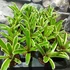 Kép 4/7 - Neoregelia hybrid