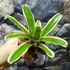Kép 2/7 - Neoregelia hybrid