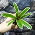 Kép 5/7 - Neoregelia hybrid
