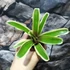 Kép 6/7 - Neoregelia hybrid