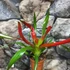 Kép 6/9 - Neoregelia carolinae