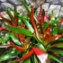 Kép 9/9 - Neoregelia carolinae