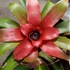 Kép 1/9 - Neoregelia carolinae