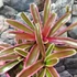 Kép 5/6 - Neoregelia hybrid telep