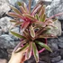 Kép 1/6 - Neoregelia hybrid telep