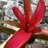 Kép 2/6 - Neoregelia red princess
