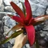 Kép 3/6 - Neoregelia red princess