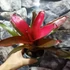 Kép 5/6 - Neoregelia red princess