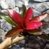 Kép 6/6 - Neoregelia red princess