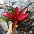Kép 1/6 - Neoregelia red princess