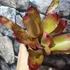 Kép 3/6 - Neoregelia johannis 'Red'