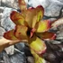 Kép 4/6 - Neoregelia johannis 'Red'