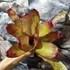 Kép 5/6 - Neoregelia johannis 'Red'