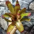 Kép 6/6 - Neoregelia johannis 'Red'