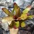 Kép 1/6 - Neoregelia johannis 'Red'