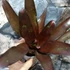 Kép 3/6 - Neoregelia black pameinto