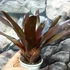 Kép 4/6 - Neoregelia black pameinto