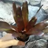 Kép 5/6 - Neoregelia black pameinto
