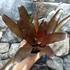 Kép 6/6 - Neoregelia black pameinto
