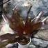 Kép 2/6 - Neoregelia black pameinto