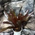 Kép 1/6 - Neoregelia black pameinto