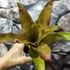 Kép 2/8 - Neoregelia flamingo