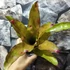 Kép 1/8 - Neoregelia flamingo