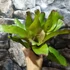 Kép 3/8 - Neoregelia flamingo