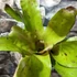 Kép 4/8 - Neoregelia flamingo