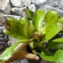 Kép 5/8 - Neoregelia flamingo