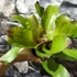 Kép 6/8 - Neoregelia flamingo