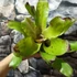 Kép 7/8 - Neoregelia flamingo