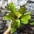 Kép 8/8 - Neoregelia flamingo