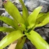 Kép 2/6 - Neoregelia pink miami