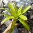 Kép 3/6 - Neoregelia pink miami
