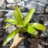 Kép 4/6 - Neoregelia pink miami
