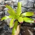 Kép 5/6 - Neoregelia pink miami