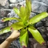 Kép 6/6 - Neoregelia pink miami