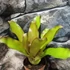 Kép 3/7 - Neoregelia miami